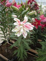 [1855 Fabiola No02.JPG]